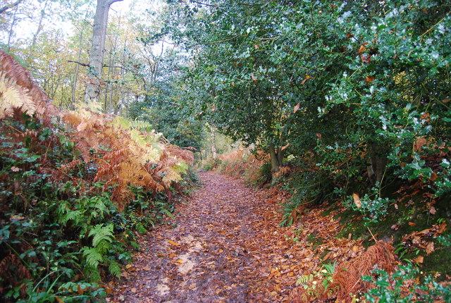 A woodland footpath in England